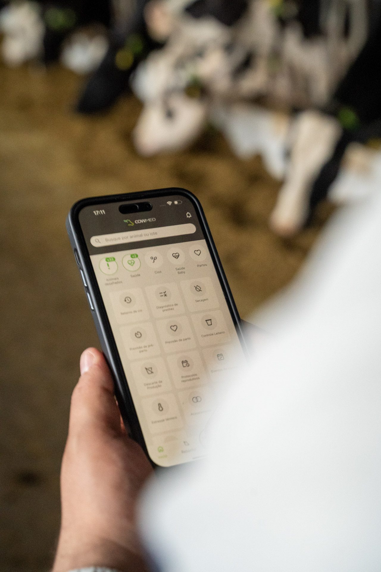 Rebanho monitorado com colar Cowmed