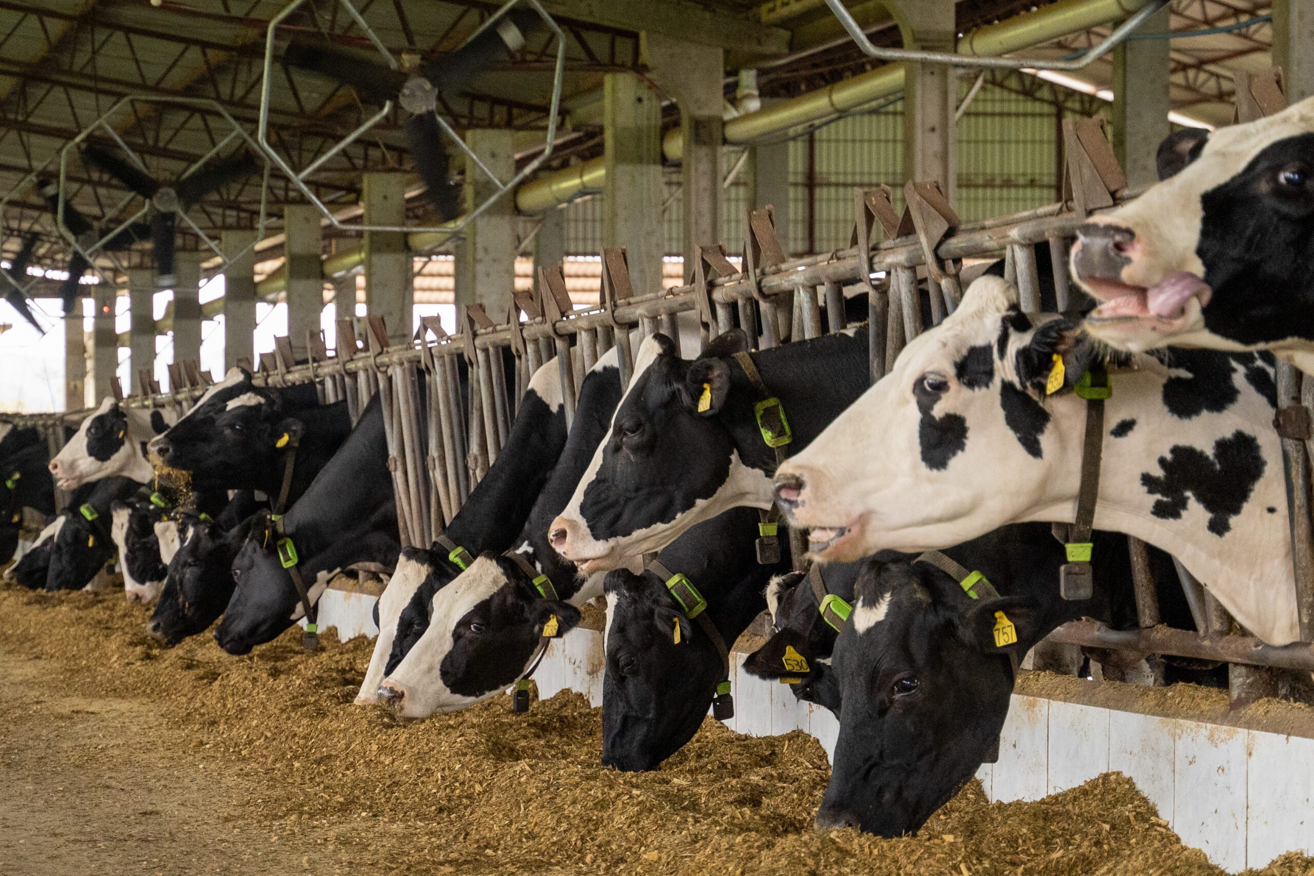 Vacas com coleira Cowmed