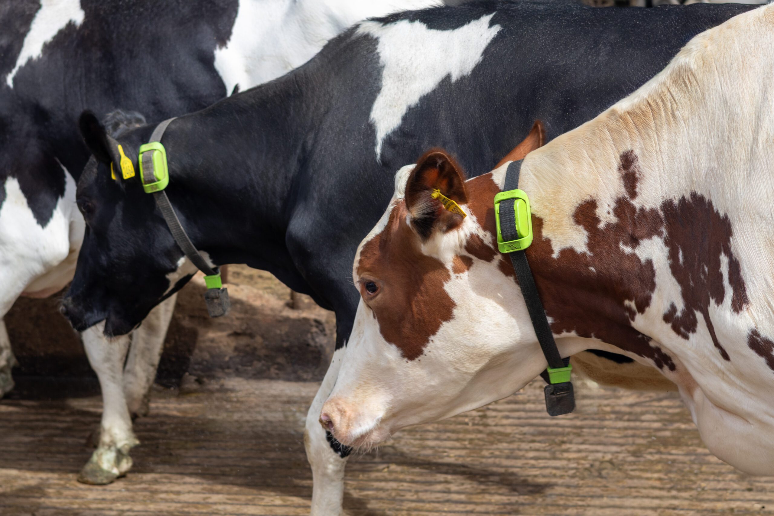 Rebanho Cowmed monitorado