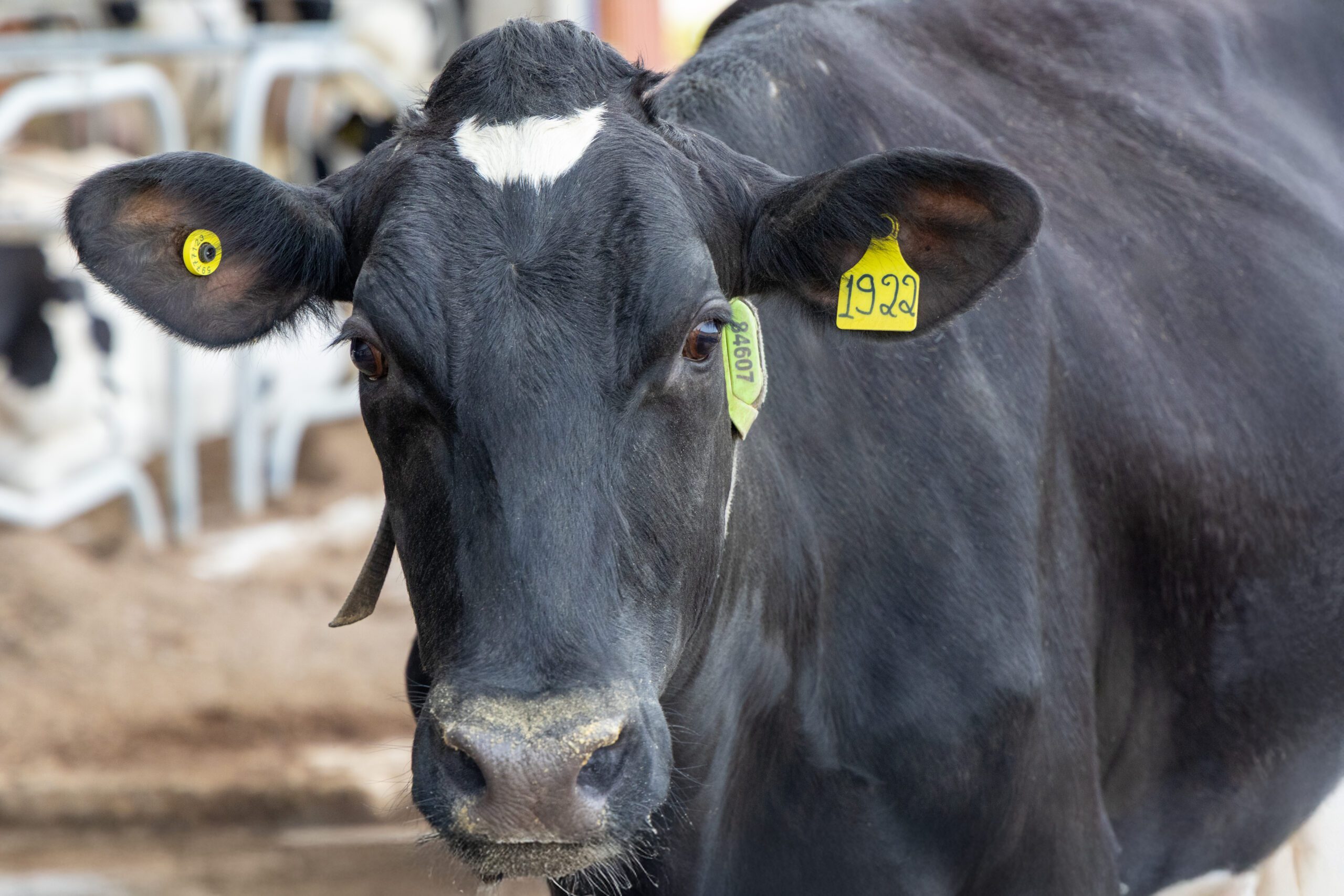 Rebanho monitorado pela Cowmed